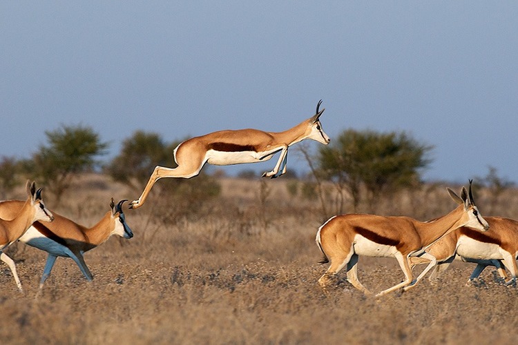 Springbok