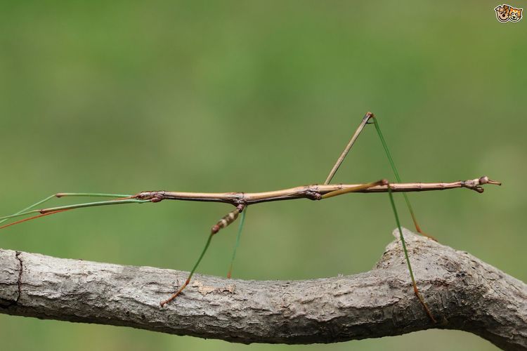 Stick Insect