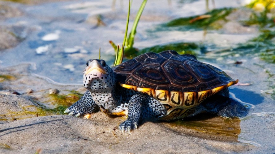 Terrapin