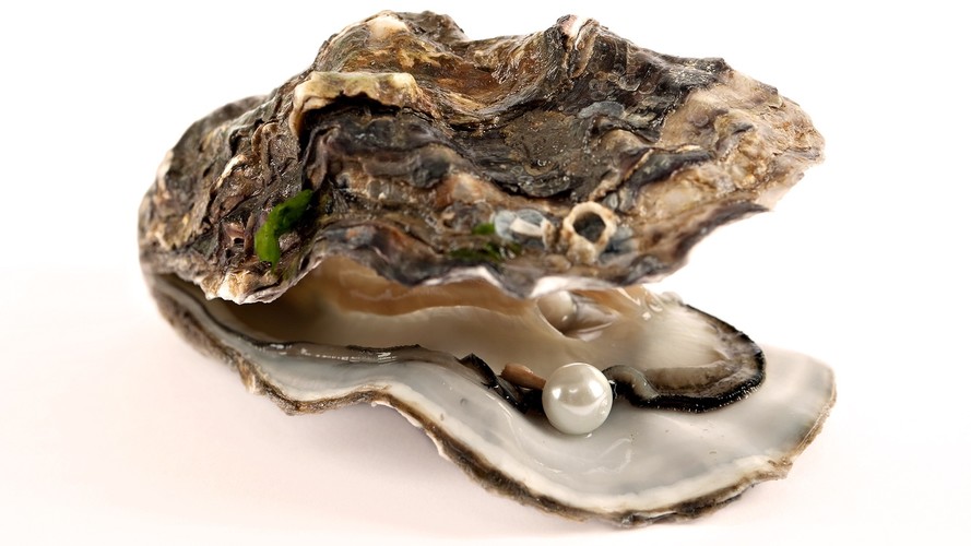 Oyster