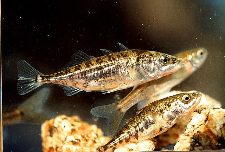 Stickleback