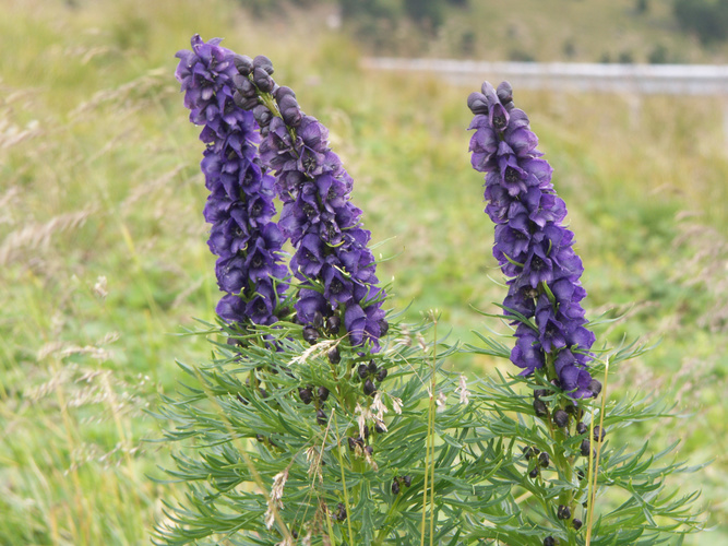 Aconite